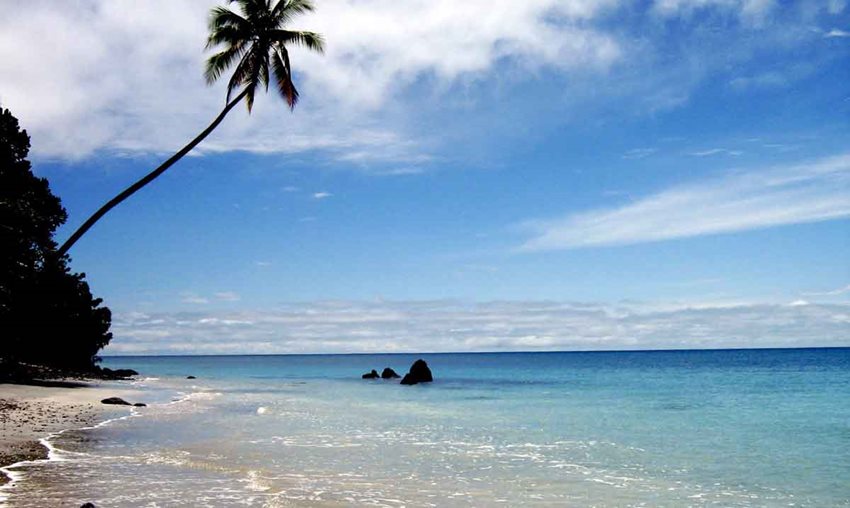 Fotografía de palmera, plantas, playa y mar de día.