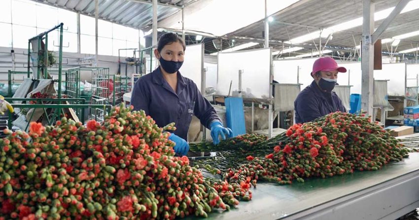 Mujeres manipulando flores para exportar.