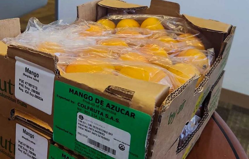 Caja de cartón con mangos empacados en bolsas plásticas.
