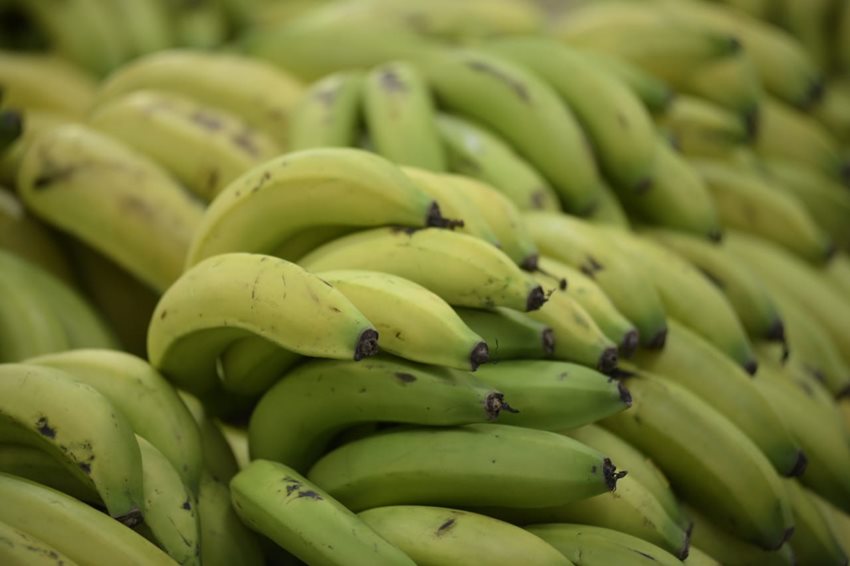  Colombia figura como el tercer proveedor de banano hacia Corea del Sur