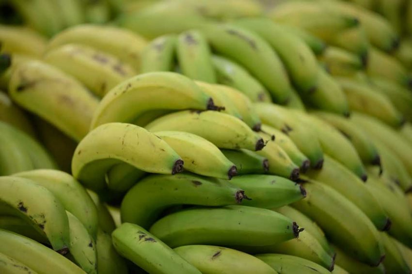 Fotografía de bananos expuestos para la venta.