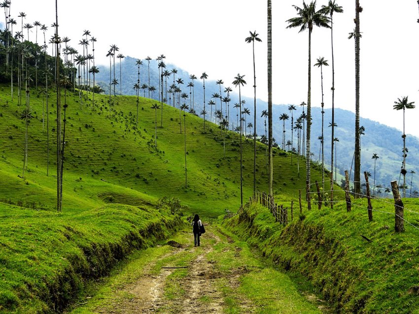 Mujer parada en la mitad de un camino del Valle el Cocora, observando el paisaje de las palmas. 