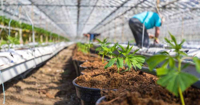 Fotografía de matas sembradas en materas, en medio de un invernadero.