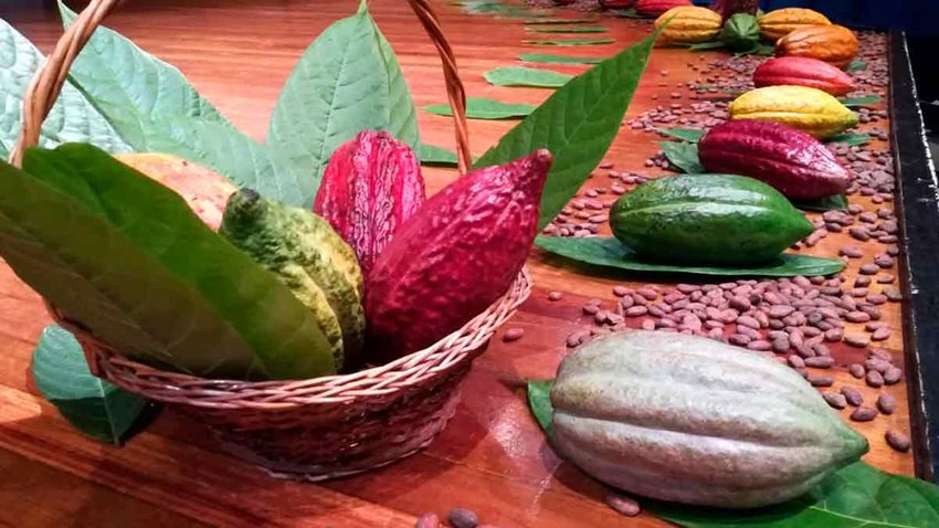 Cacao y pepas de cacao sobre una mesa y dentro de una canasta.