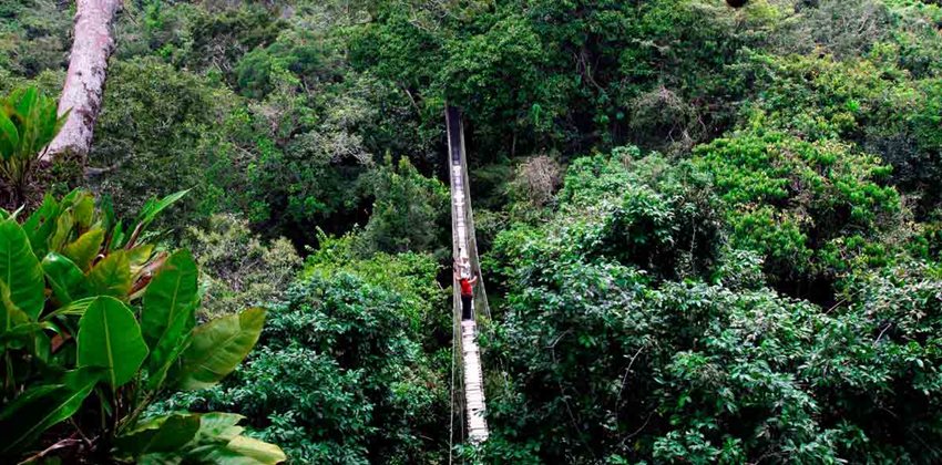 Foto panorámica de dos personas, en medio de puente colgante, tomando fotos al paisaje de la selva.