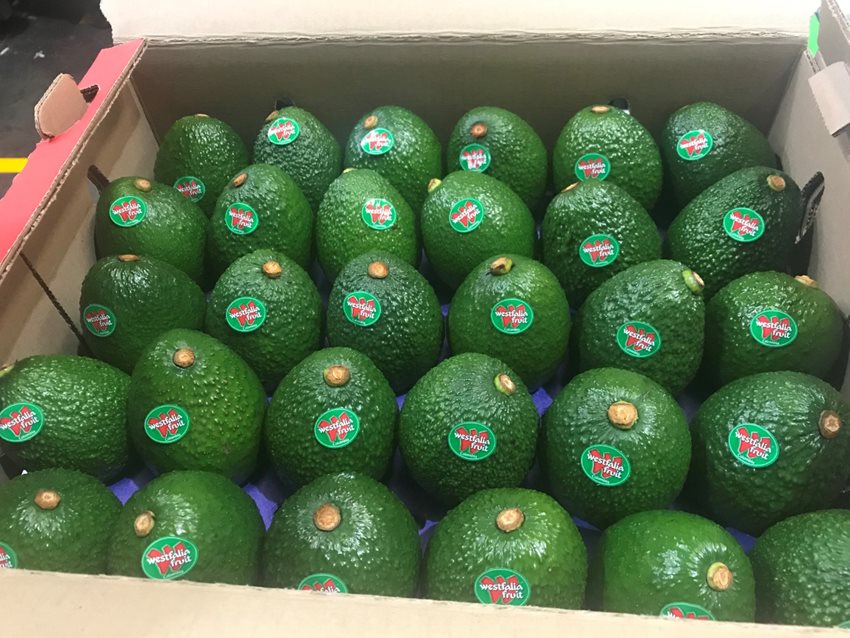 Segunda operación comercial que hace este año a ese mercado la compañía Westfalia Fruit Colombia.