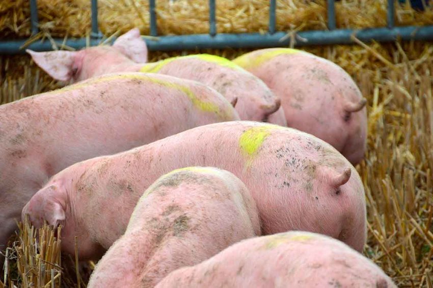 Fotografía de seis cerdos rosados comiendo.