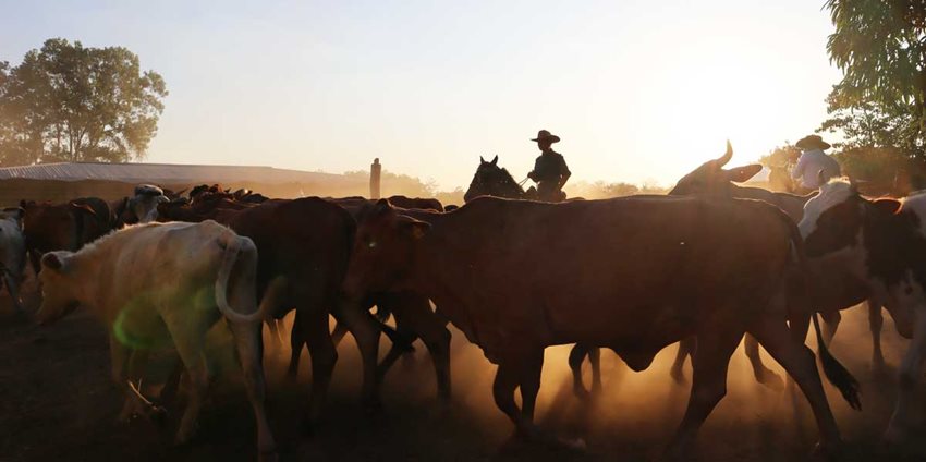 Dos hombres montados a caballo en medio de vacas y terneros, en el llano colombiano.