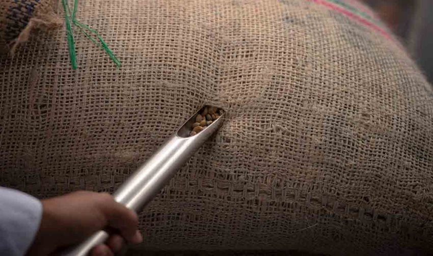 Persona abriendo bulto de café.