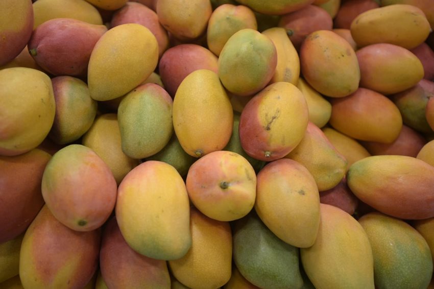 Frutas frescas como los mangos aumentaron sus exportaciones en 76 %.