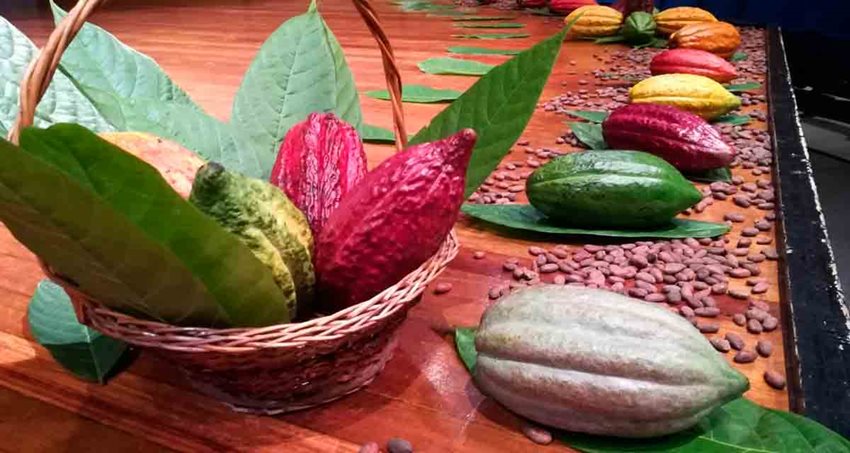 Diferentes cacaos puestos sobre una mesa.