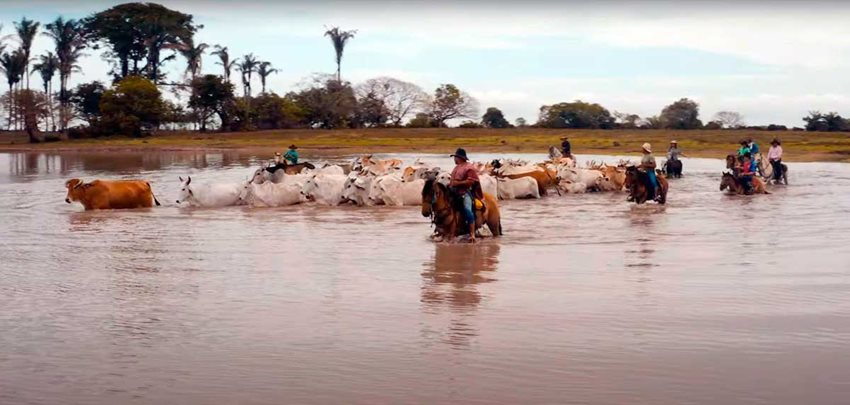 Hombres montados en caballo, atravesando un río con ganado a un lado.