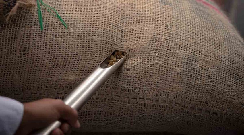 Persona sacando granos de café de un bulto.