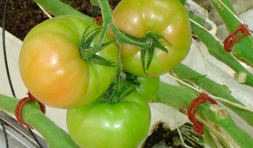 Fotografía de tomates verdes.