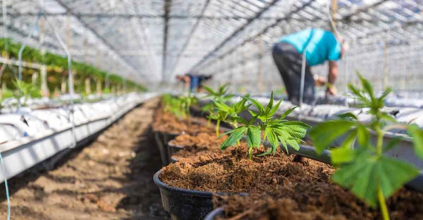 Fotografía de plantas en macetas, de día, organizadas dentro de un invernadero.
