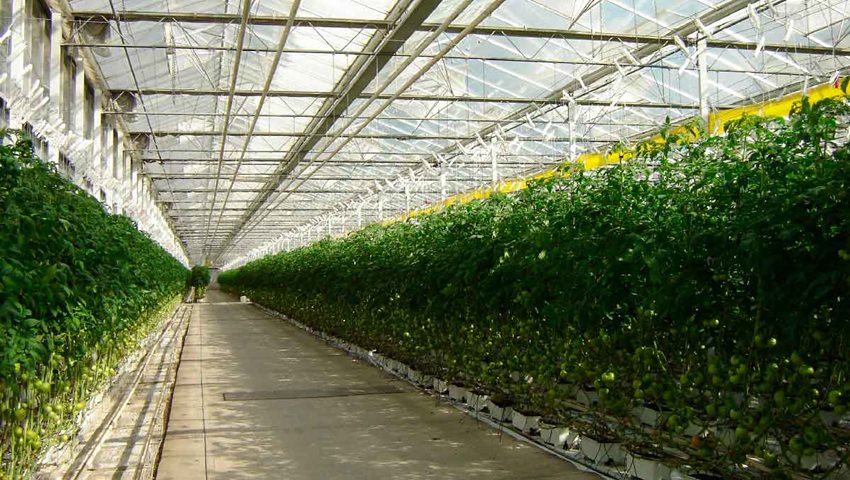 Fotografía del camino de un invernadero.