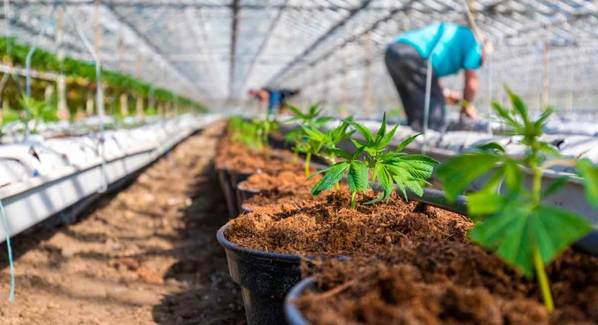 Cultivo de cannabis en materas, a lo largo del campo con personas trabajando en éste.