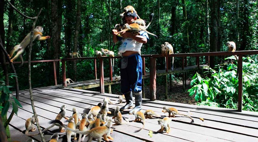 Imagen de un hombre en un bosque rodeado de muchos micos.