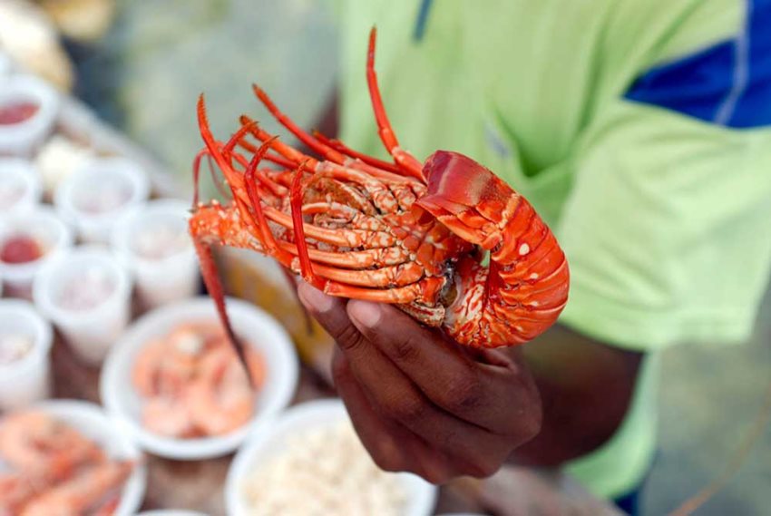 Hombre sosteniendo una langosta como muestra de un plato típico del Caribe Insular.