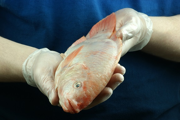 Foto Exportación Tilapia