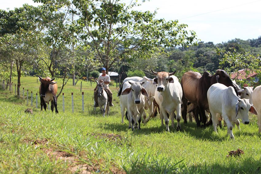 Las exportaciones de esta clase de bienes, hacia los destinos mencionados, registraron un crecimiento del 0,6%