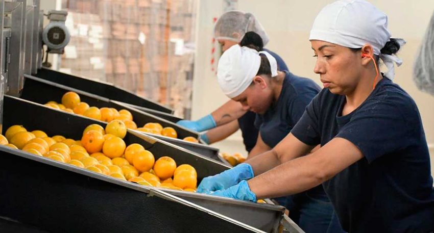 Tres mujeres, con camiseta azul oscura y pañoleta blanca, lavando naranjas en proceso de una fábrica.
