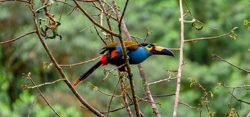 Descripción de la imagen: Imagen de un ave tucán andino, en la rama de un árbol.