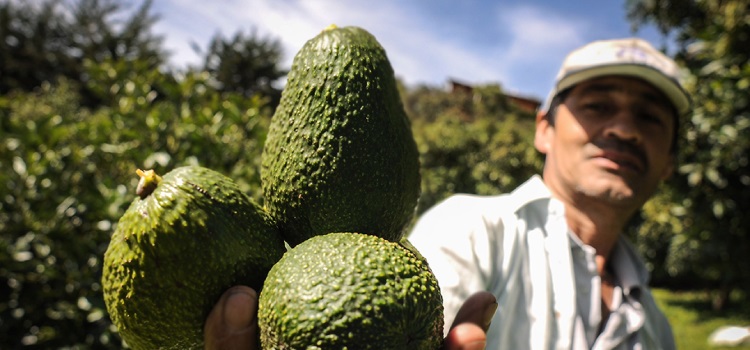 Aguacate