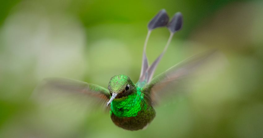 Colibrí Ocreatus Under woodri, de color verde, volando.