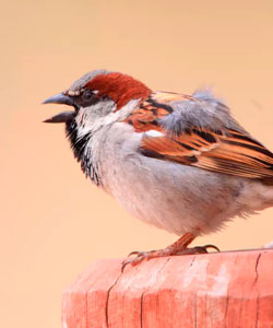 Visita el sitio sobre aviturismo en Colombia