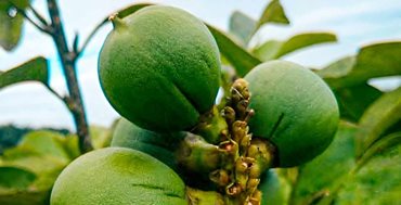 Fotografía del fruto del cacay en medio del campo.  - El MinCIT apuesta por la internacionalización del cacay como Novel Food en la Unión Europea