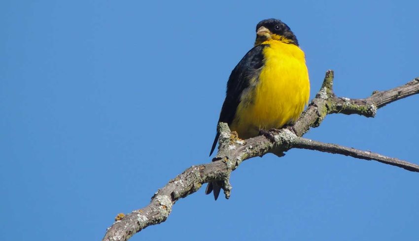 Descripción de la imagen: Imagen de un ave de color negro y amarillo, parada en la rama de un árbol. 