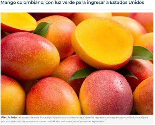 Mango-colombiano-2021.jpg