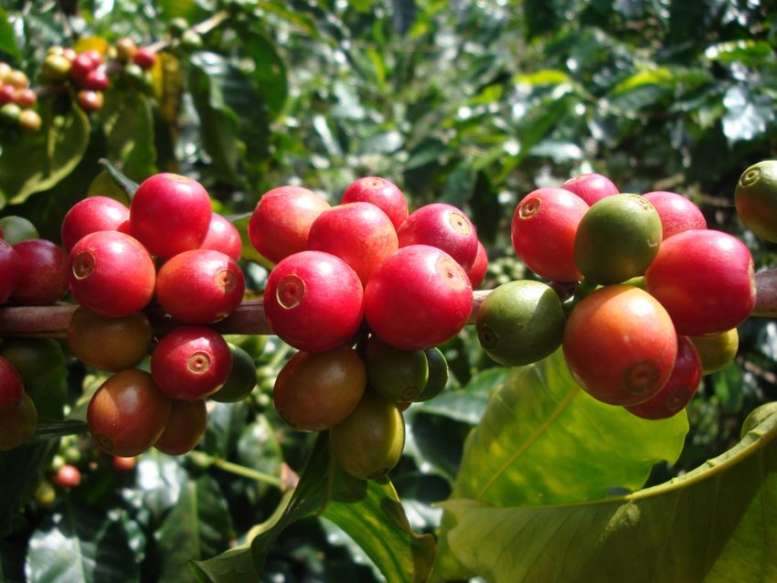 Exportaciones de bienes no minero energéticos alcanzaron valor más alto para un primer semestre desde 2013.