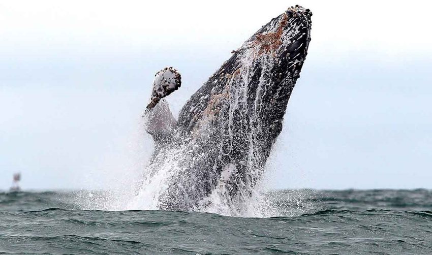 Foto de ballena saliendo del mar.
